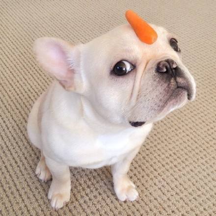 出門上班時忘給法斗留狗糧,半小時后男友發(fā)來狗狗照片差點笑噴